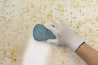 Step 4 is Professional Mould Removal